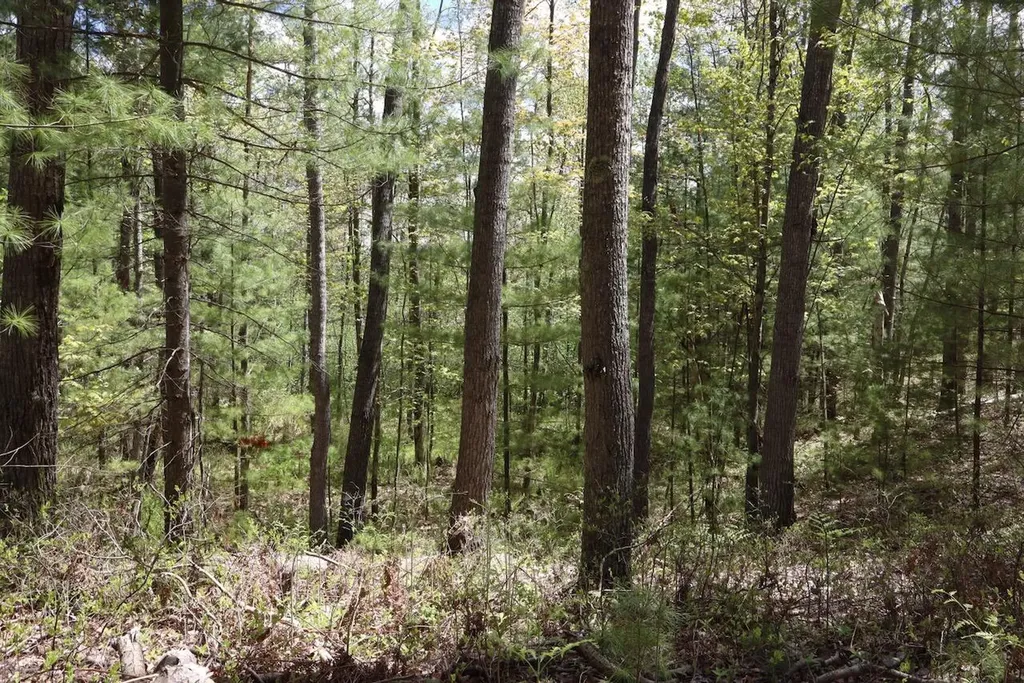 5826 S Morrison Road Mills Township MI 48610