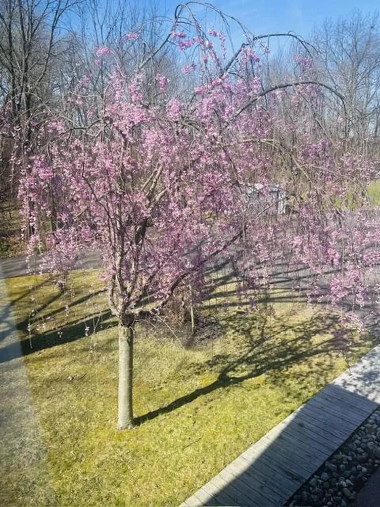 18610 M 86 Lockport Township MI 49093
