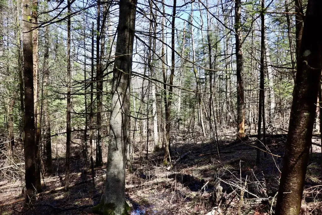 1697 Wildwood Road Clayton Township MI 48659