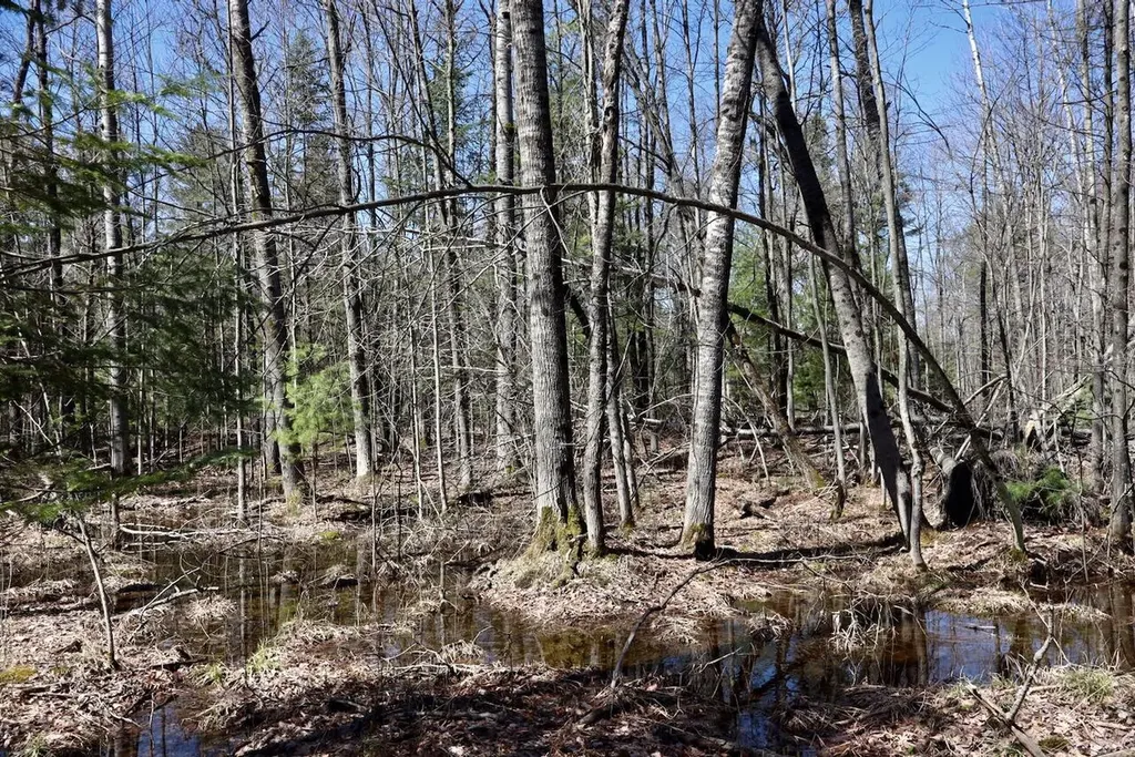 1697 Wildwood Road Clayton Township MI 48659