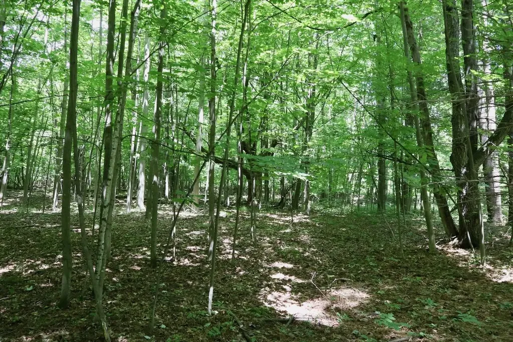 6182 Hamilton Road Hamilton Township MI 48625