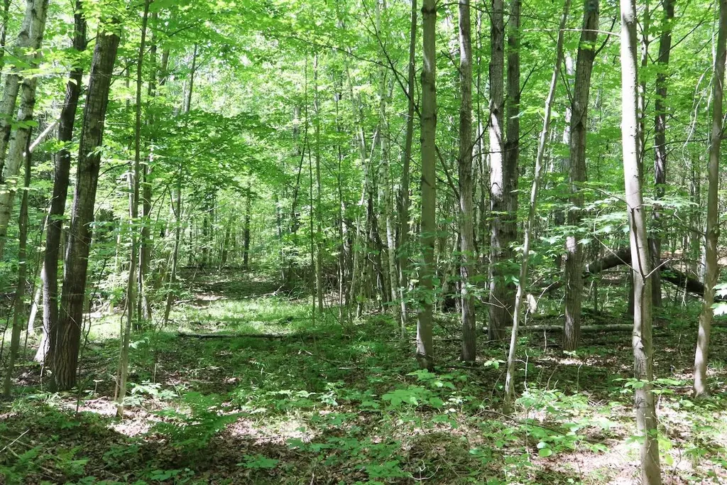 6182 Hamilton Road Hamilton Township MI 48625