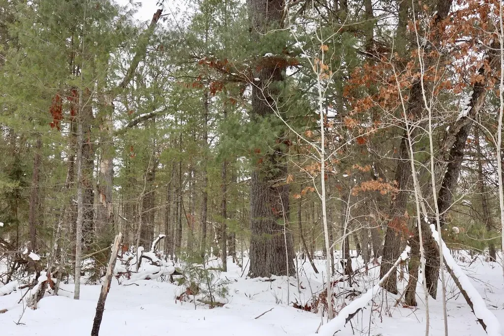 4440 W Cherry Creek Road Greenwood Township MI 49756