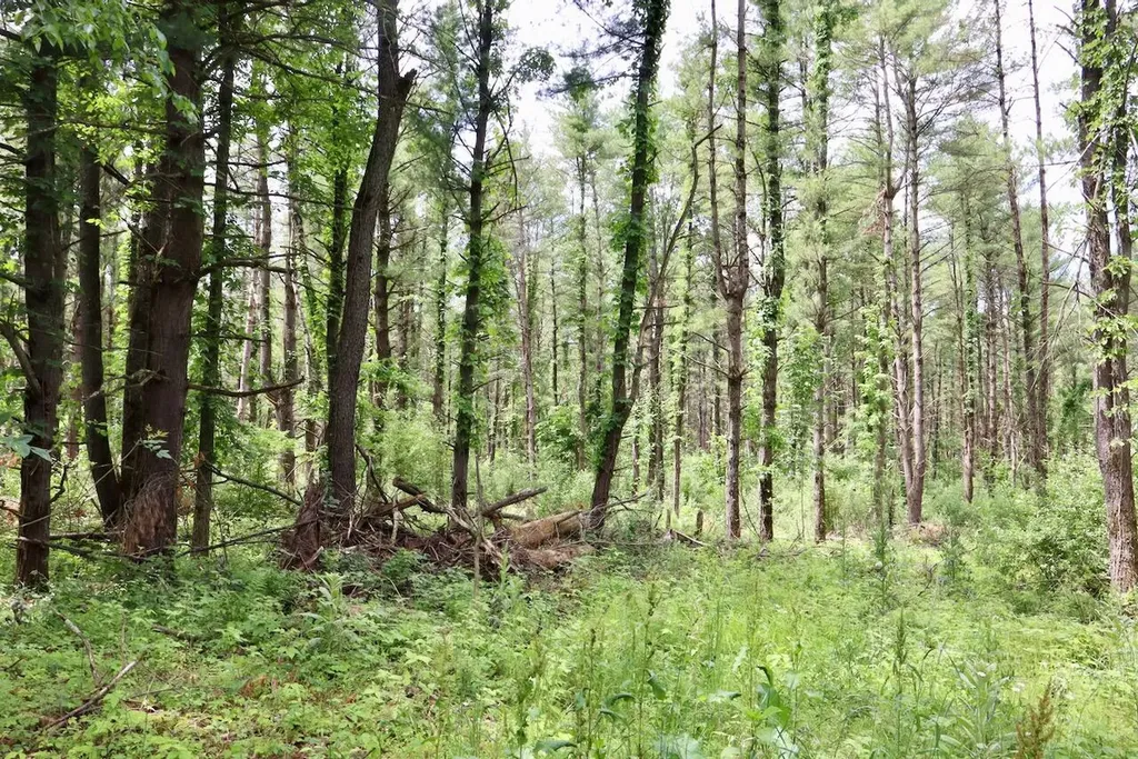 10041 Birch Drive Ferris Township MI 48877