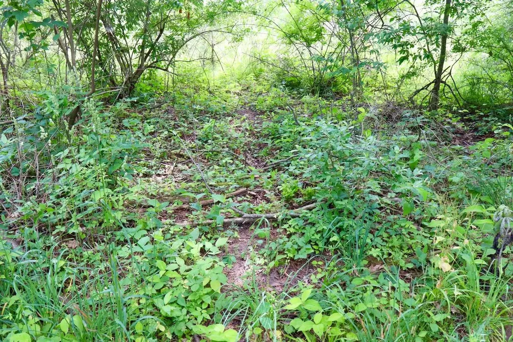 10041 Birch Drive Ferris Township MI 48877