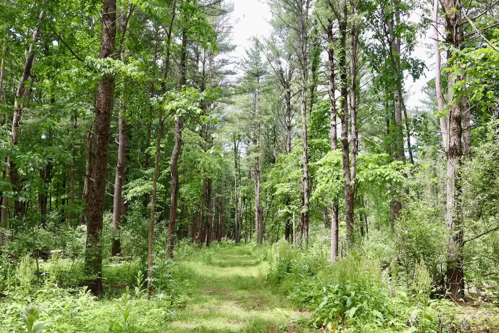 10041 Birch Drive Ferris Township MI 48877