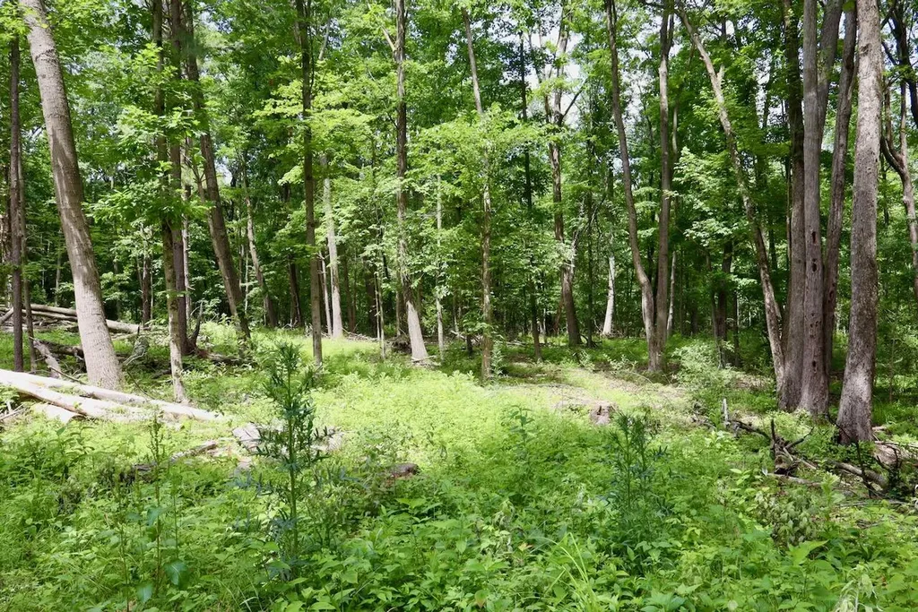 10041 Birch Drive Ferris Township MI 48877