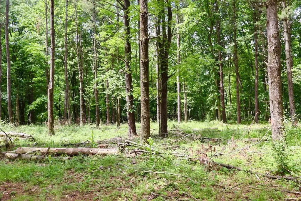 10041 Birch Drive Ferris Township MI 48877