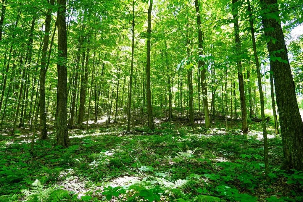 1244 Mayhew Road Rose Township MI 48654