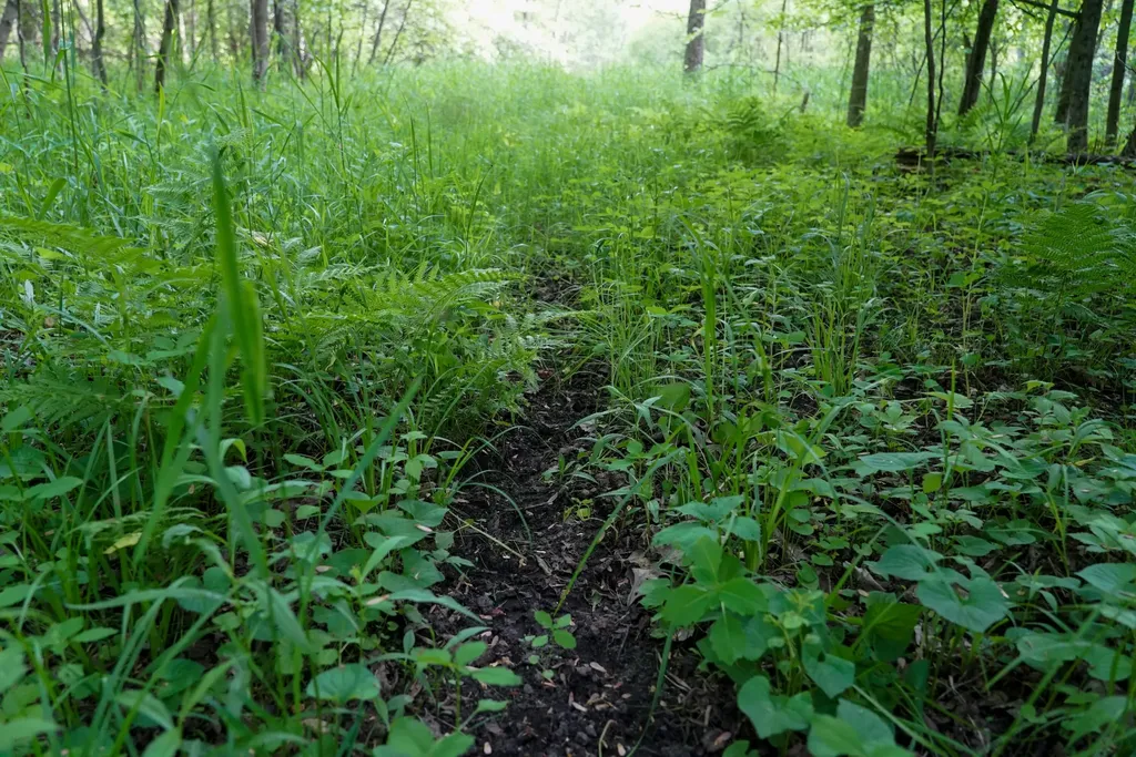 3091 E Sage Lake Hill Township MI 48635