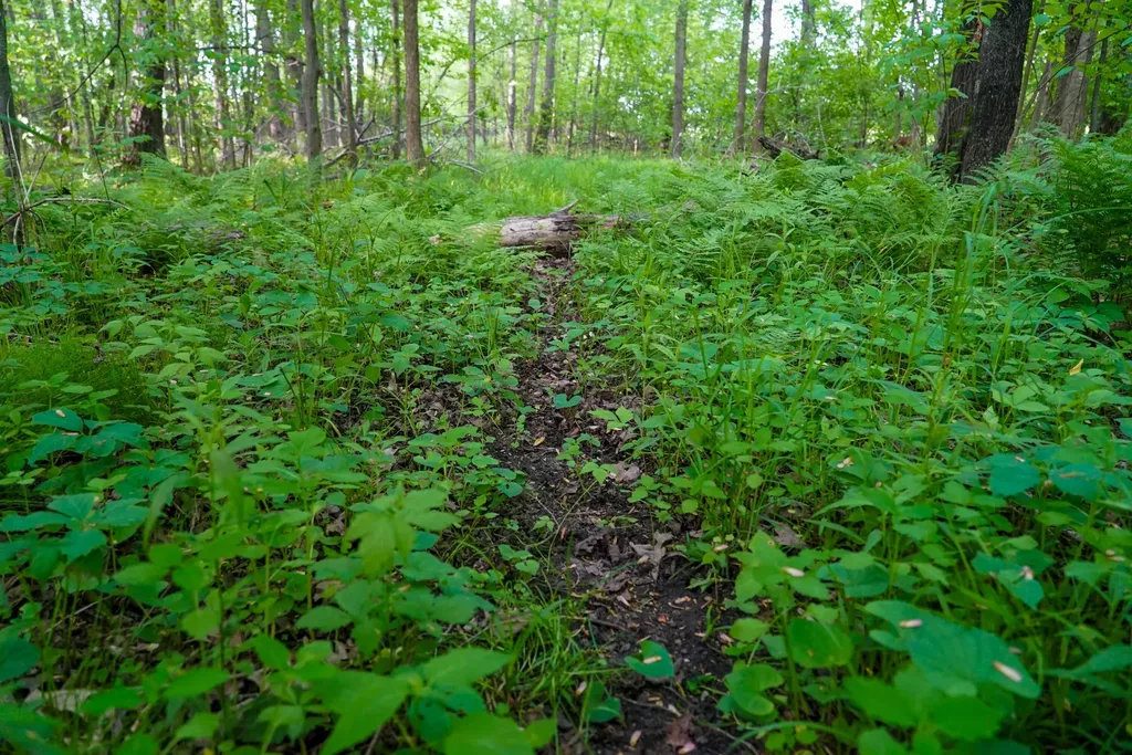 3091 E Sage Lake Hill Township MI 48635