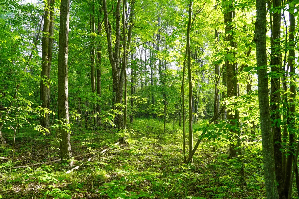 3091 E Sage Lake Hill Township MI 48635