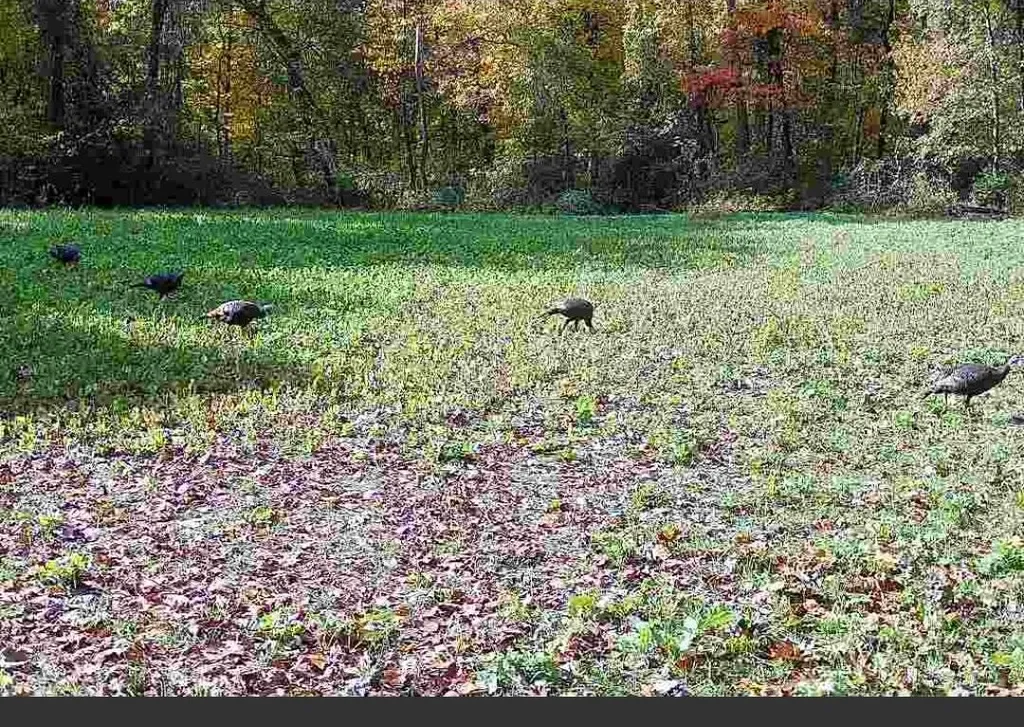 15068 Millard Road Fabius Township MI 49093