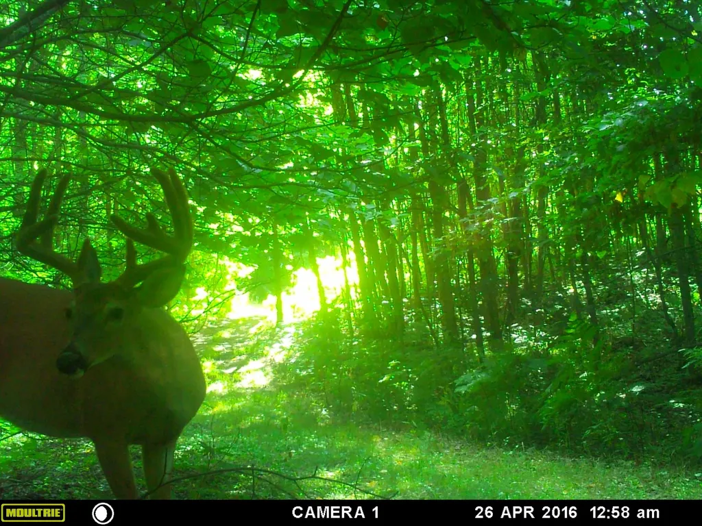 20179 N Coates Highway Dickson Township MI 49619