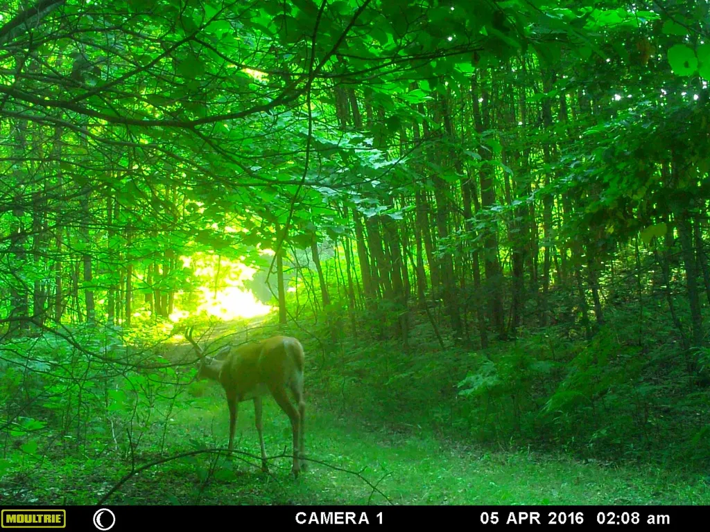 20179 N Coates Highway Dickson Township MI 49619