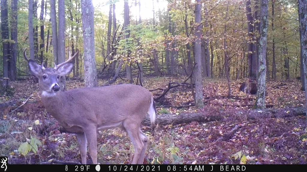 20179 N Coates Highway Dickson Township MI 49619