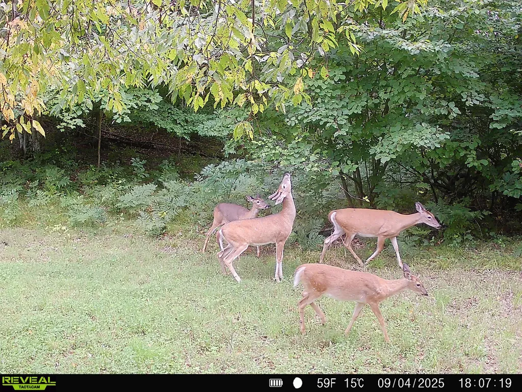 20179 N Coates Highway Dickson Township MI 49619