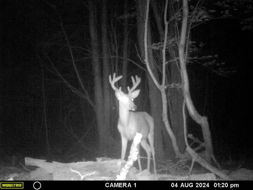 20179 N Coates Highway Dickson Township MI 49619