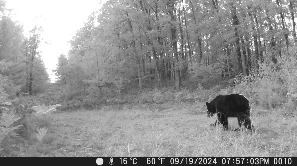 20179 N Coates Highway Dickson Township MI 49619