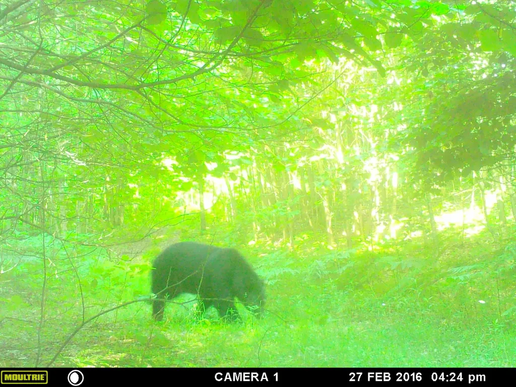 20179 N Coates Highway Dickson Township MI 49619
