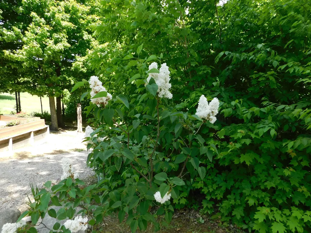 10653 Milarch Road Bear Lake Township MI 49614