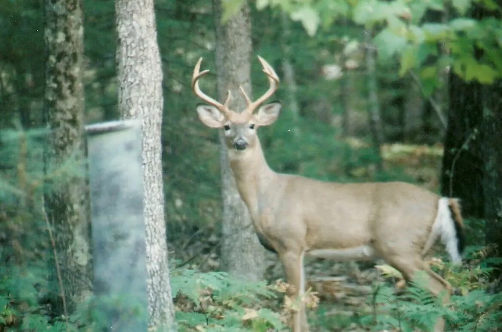 8047 W Peterson Road Elk Township MI 49644