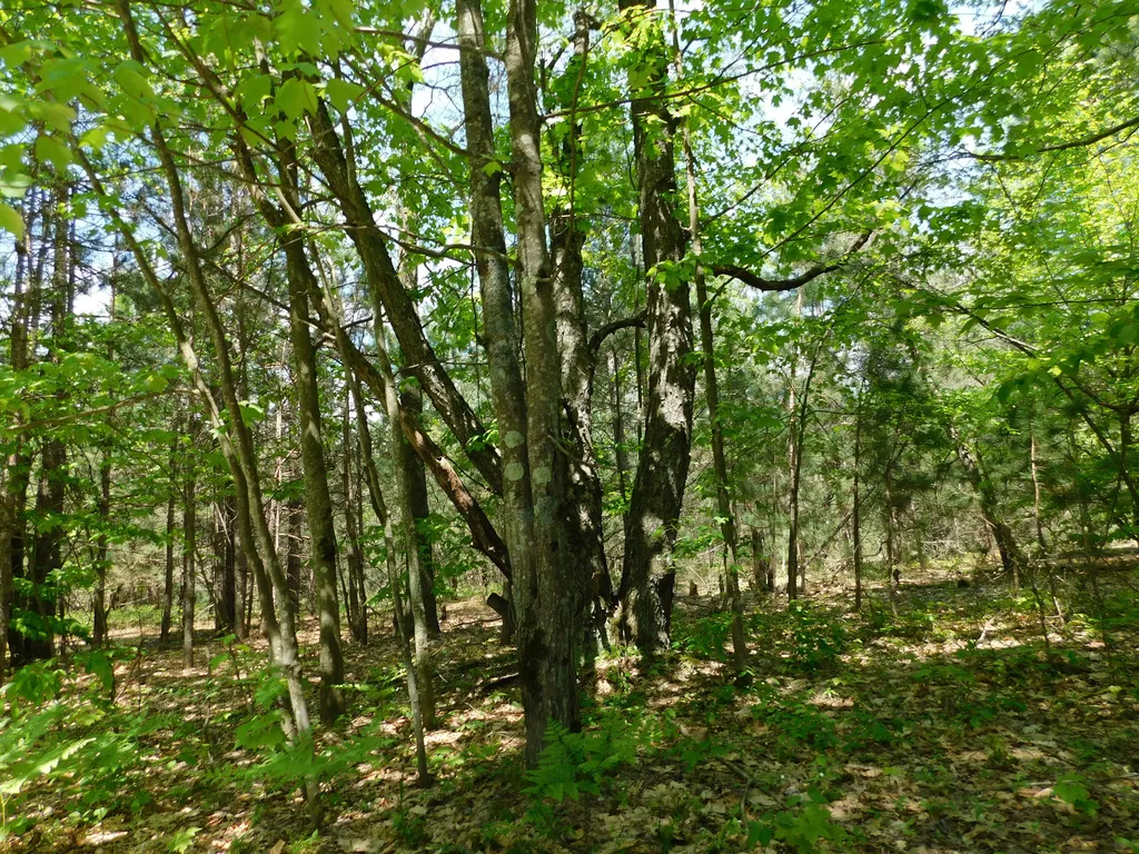 14200 Plagany Road Springdale Township MI 49614