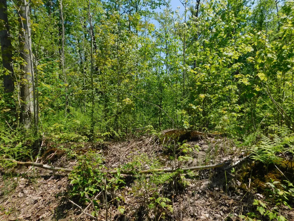14200 Plagany Road Springdale Township MI 49614