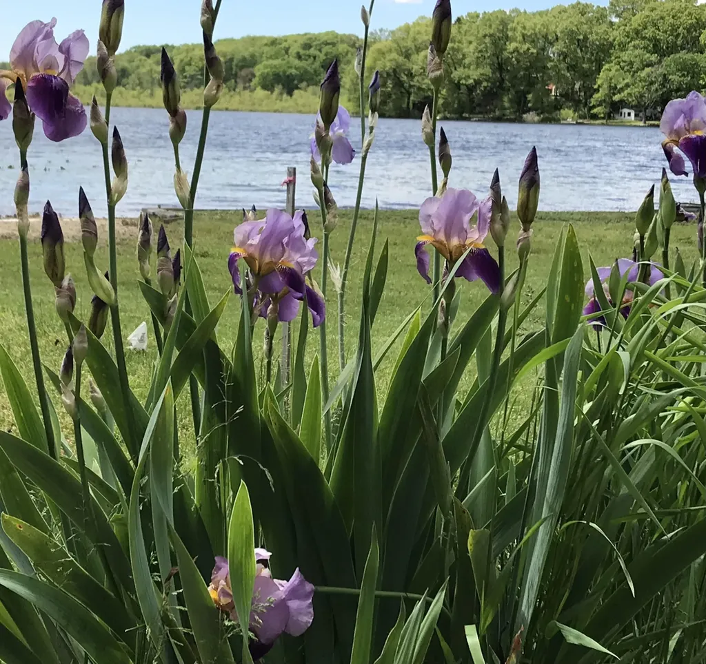 51156 Maple Road Marcellus Township MI 49067