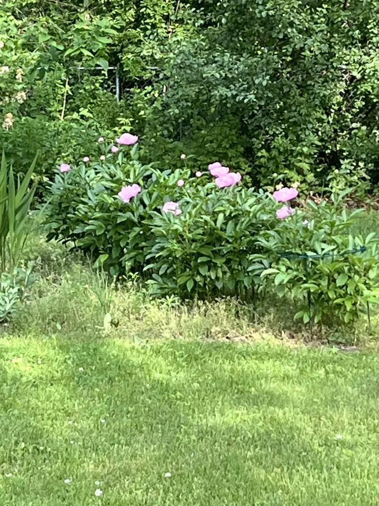 159 Kings Lane Emmett Charter Township MI 49014