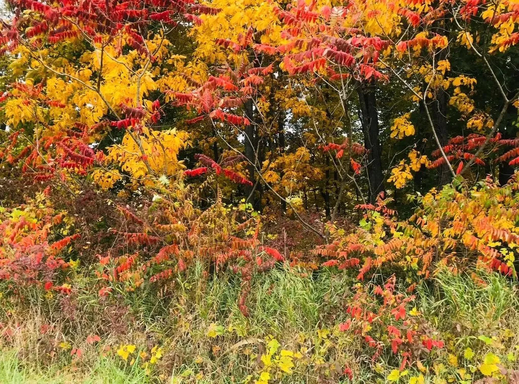 8874 1 Mile Road Leroy Township MI 49051