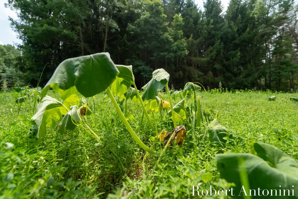 4751 S Johnson Road Montcalm Township MI 49326