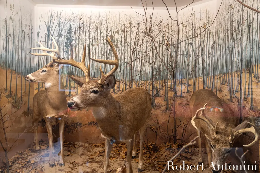 4751 S Johnson Road Montcalm Township MI 49326