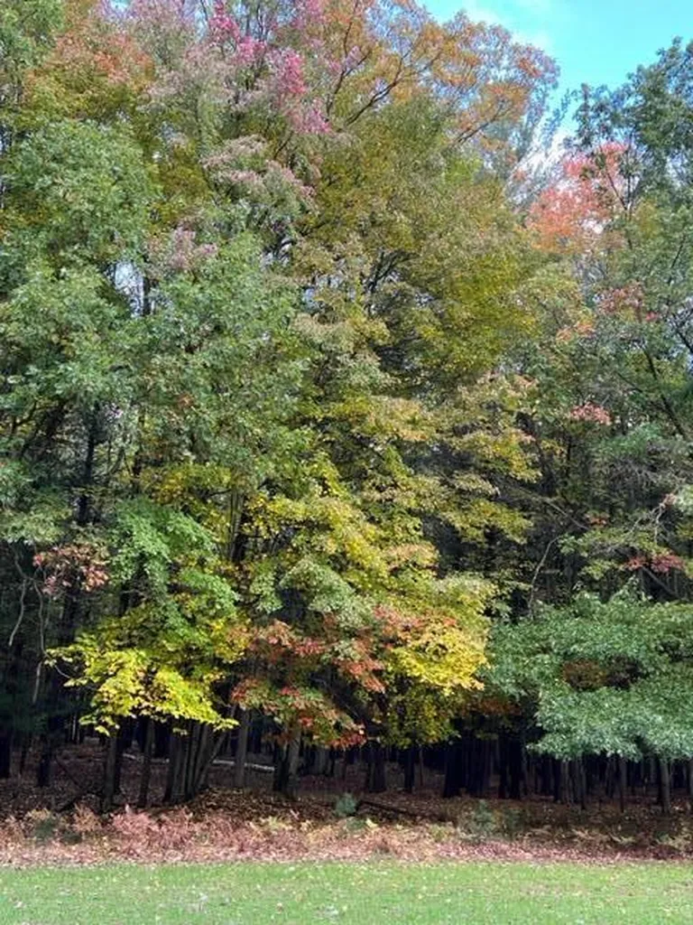 1125 Chaput Drive Orient Township MI 49679