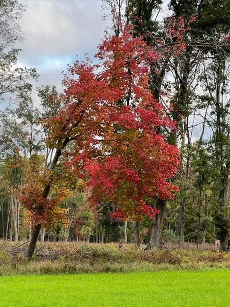 1125 Chaput Drive Orient Township MI 49679