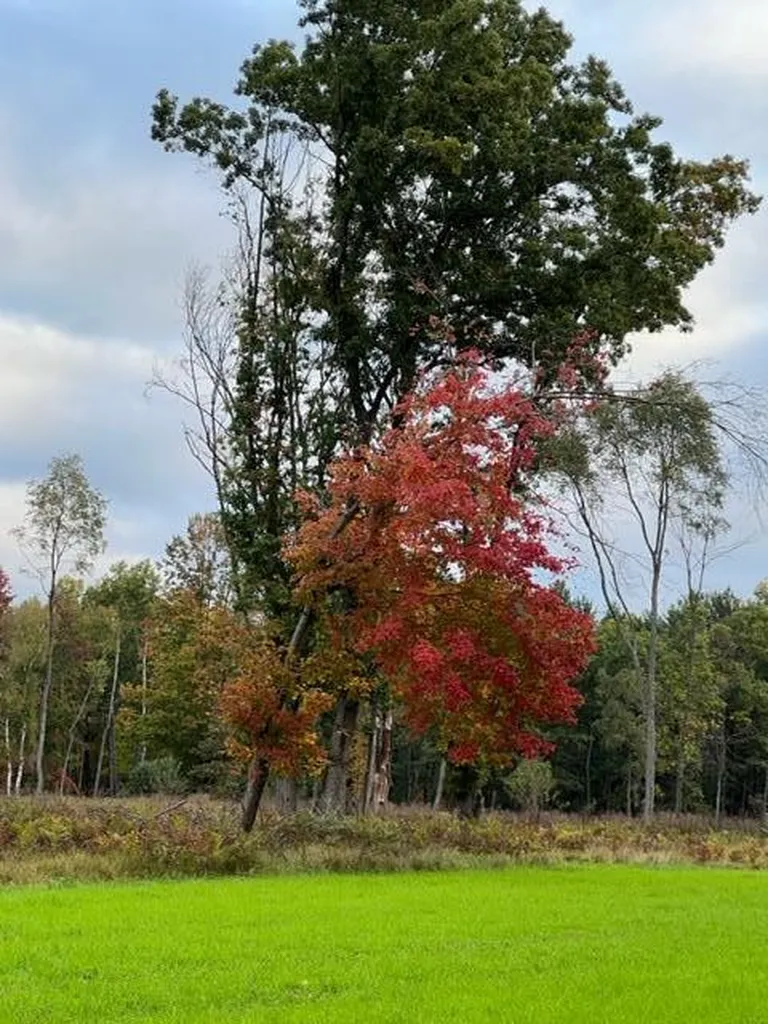 1125 Chaput Drive Orient Township MI 49679