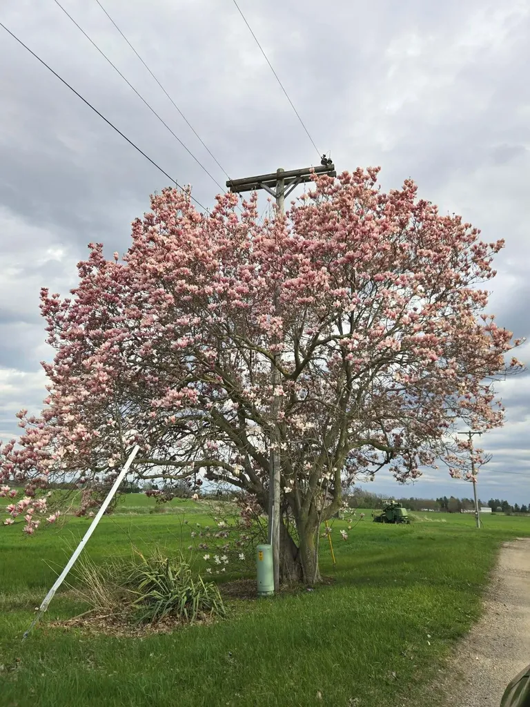 14675 W Hanses Road Westphalia Township MI 48894