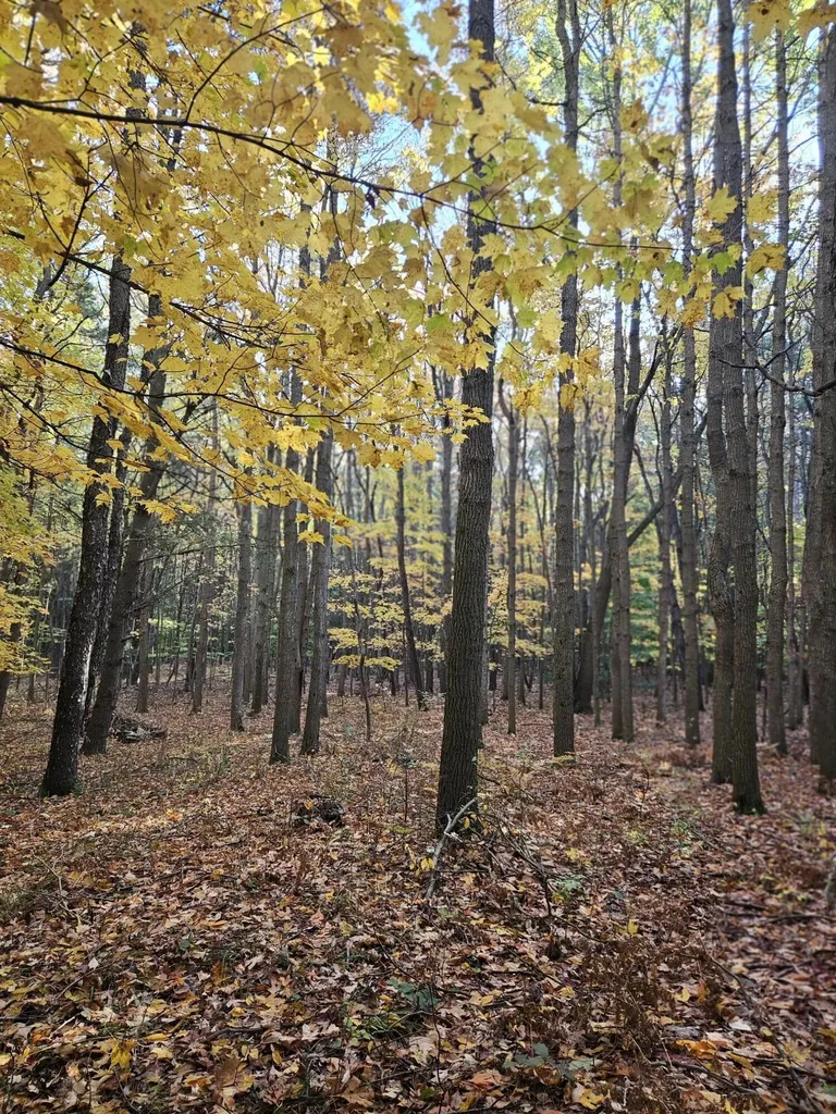 7040 Holly Drive Port Sheldon Township MI 49460