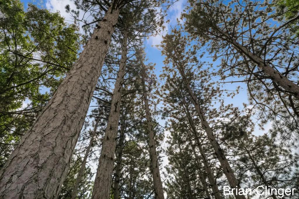 8160 Wilderness Trail NE Ada Township MI 49301