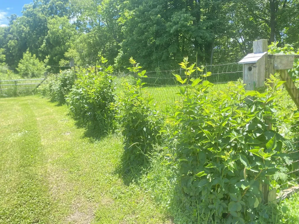 12915 Cassidy Road Assyria Township MI 49021