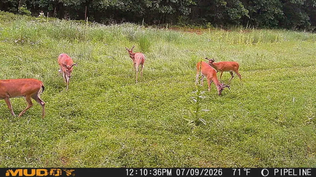 16314 9 Mile Road Austin Township MI 49346