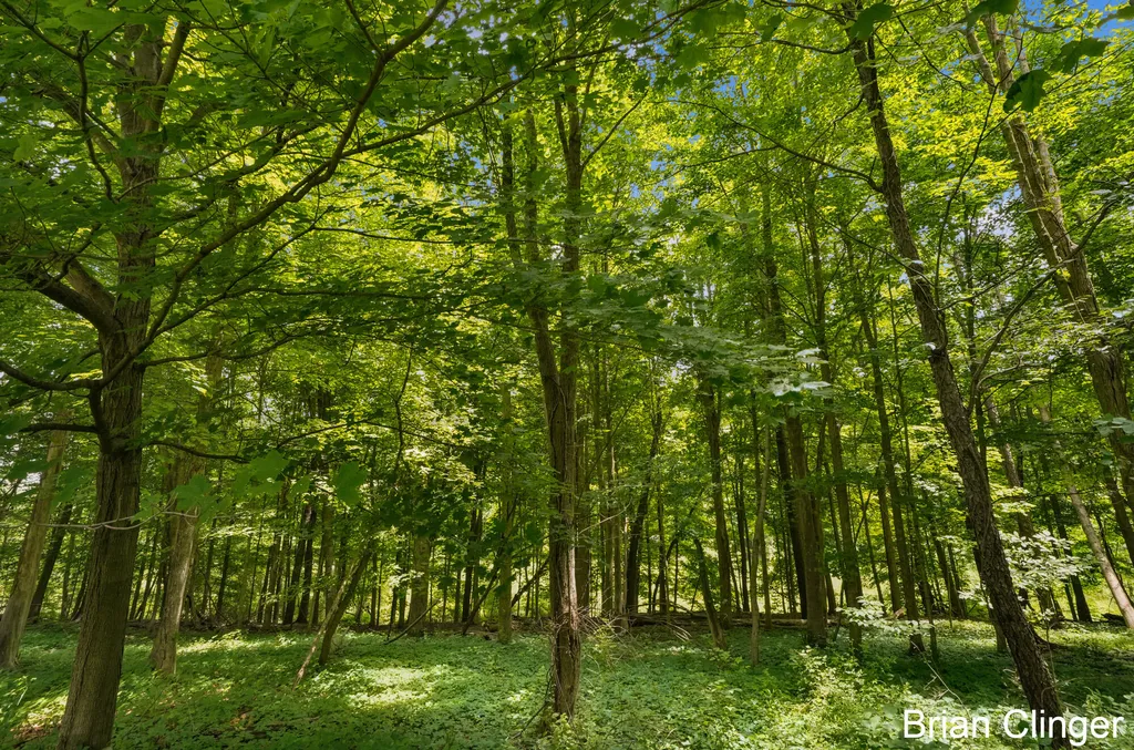 5441 Crooked Crk Road Berlin Township MI 48881