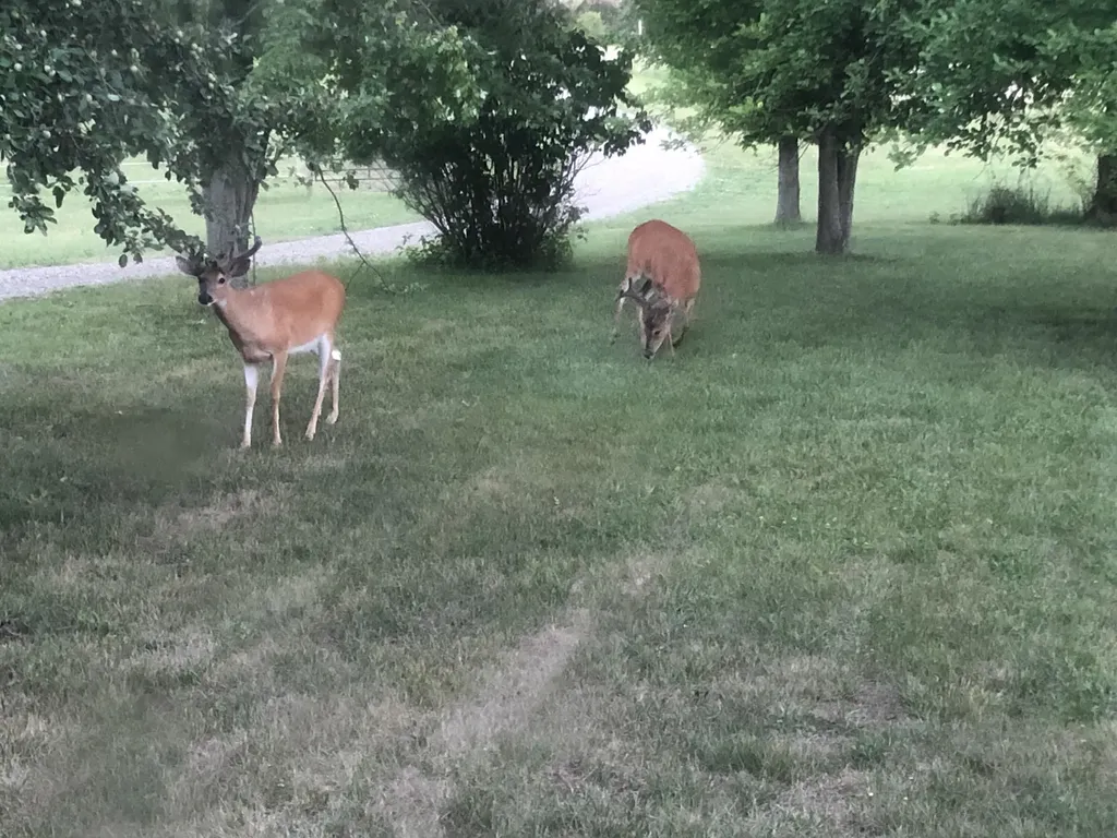 19250 Homer Road Eckford Township MI 49068