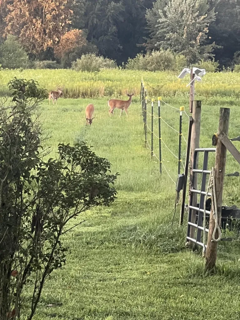 19250 Homer Road Eckford Township MI 49068