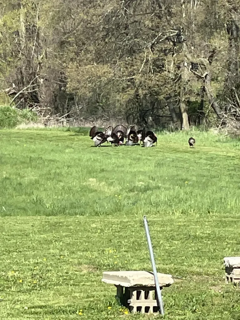 19250 Homer Road Eckford Township MI 49068