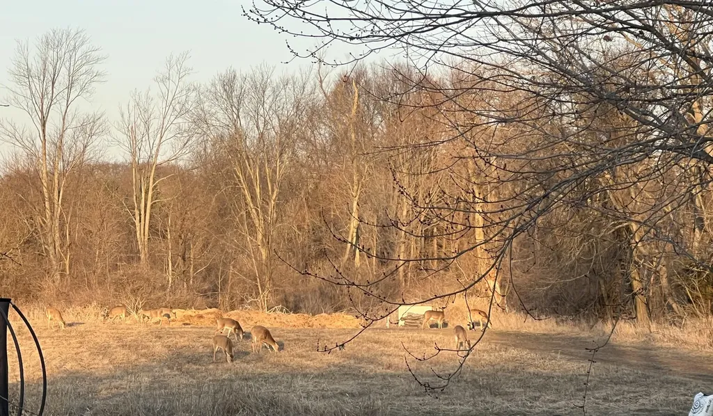 19250 Homer Road Eckford Township MI 49068
