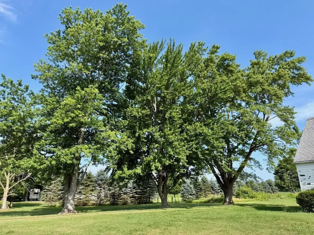 11420 Ferden Road Chesaning Township MI 48616