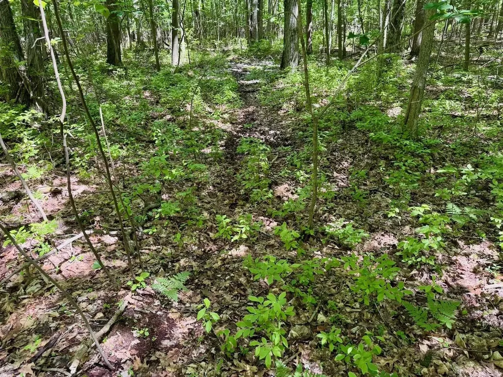 Chapin V/l Road Chapin Township MI 48831