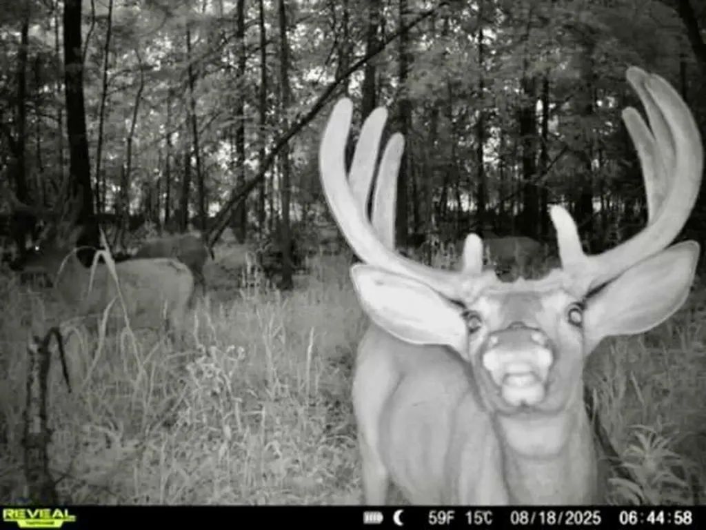 Chapin V/l Road Chapin Township MI 48831