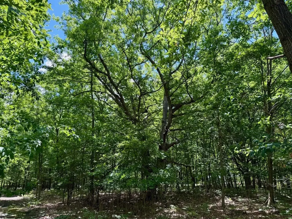 Chapin V/l Road Chapin Township MI 48831